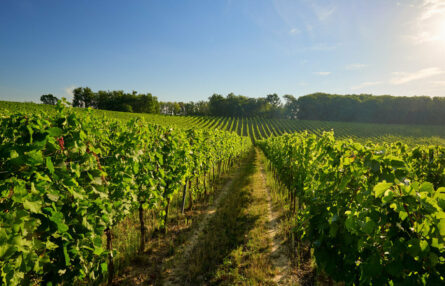Vineyards in the Epernay region - home to Exxact Robotics